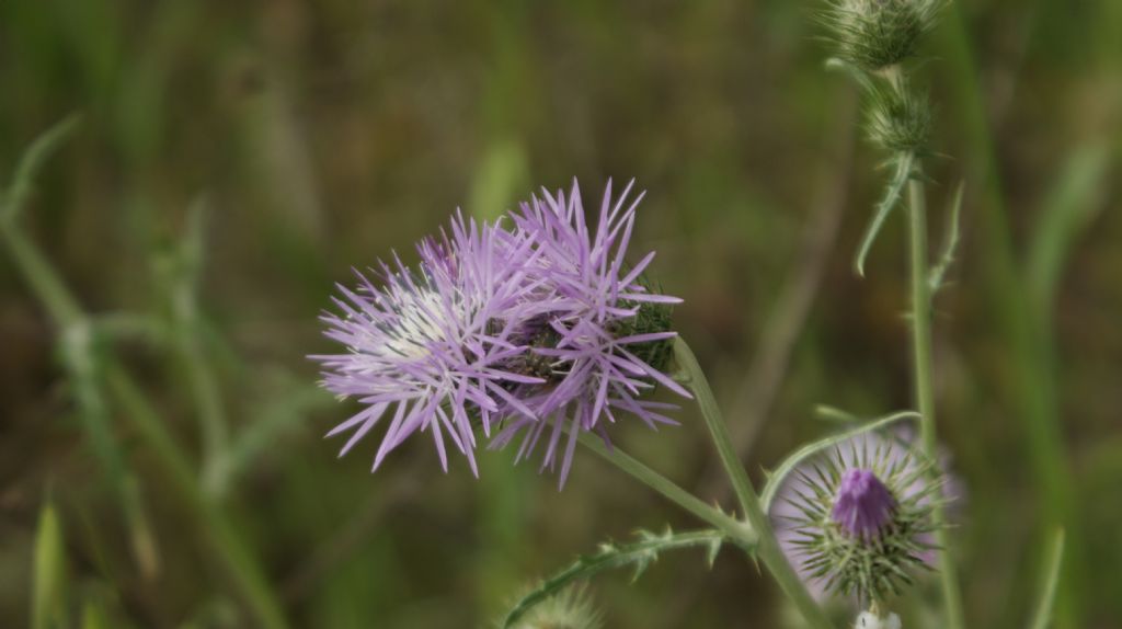 Galactites tomentosus